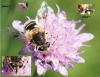 Eristalis jugorum